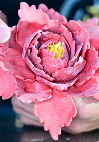 起猛了，我在洛阳被「牡丹」包围了！