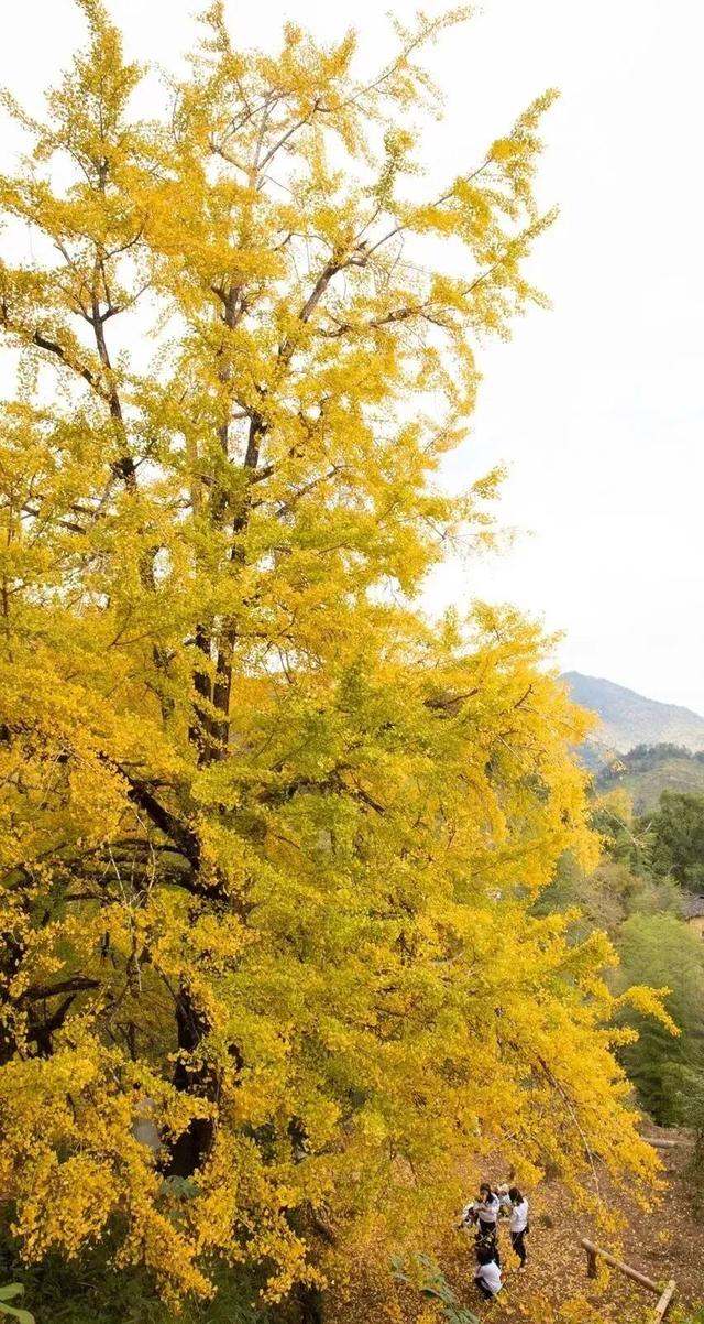 风渐凉，来福建寻一片温柔的秋