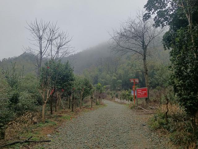 长沙一网红野爬山地发现响尾蛇？专家辨认系有毒的短尾蝮，当地提醒：不要随意登野山！