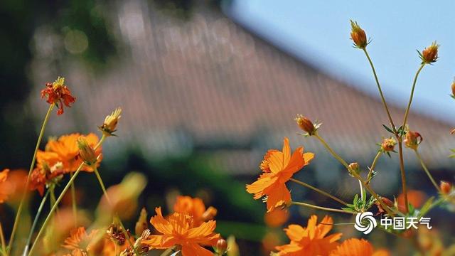 北京北海公园硫华菊盛开 汇成金色花海