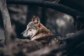 留神！美国纽约“狼出没”图片