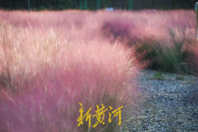 滨州喜鹊湖公园粉黛乱子草迎盛花期，金秋邂逅粉色浪漫