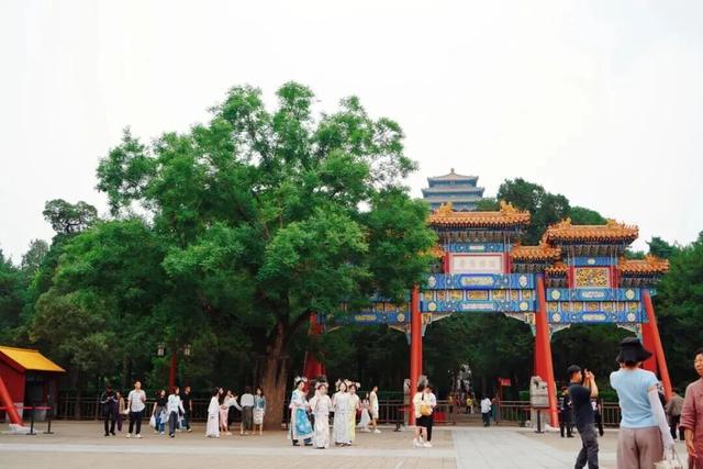 一场关于“景山”的古树自然课，触摸时光的形状，你来不？