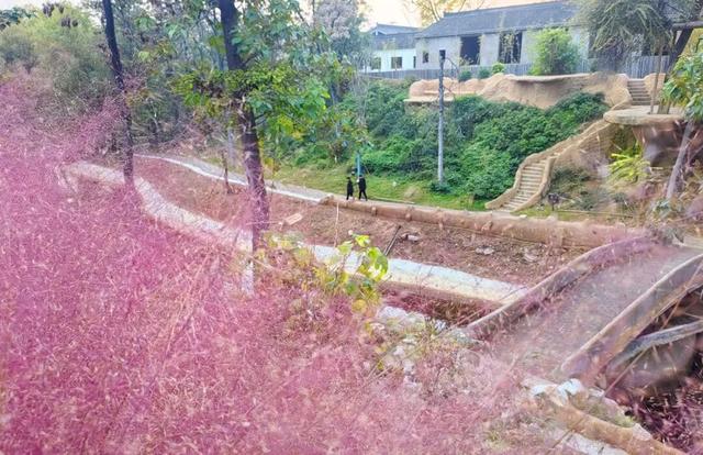 温县，一韵冬色，尽藏美好！