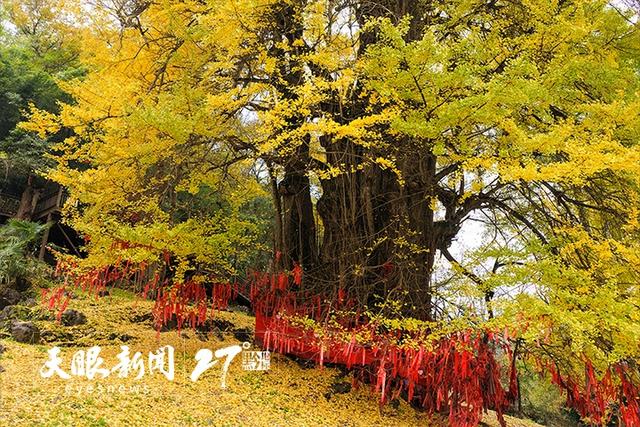 贵州长顺4700年“中华银杏王”迎来绝美观赏季