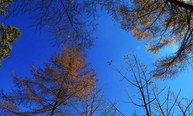 鹤峰中营：红红水杉醉冬阳