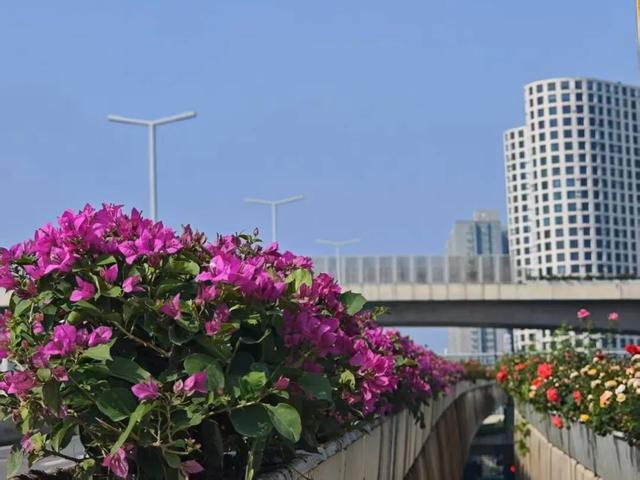 这边风景“郑”好（三）：花海成景 节日色彩分外浓