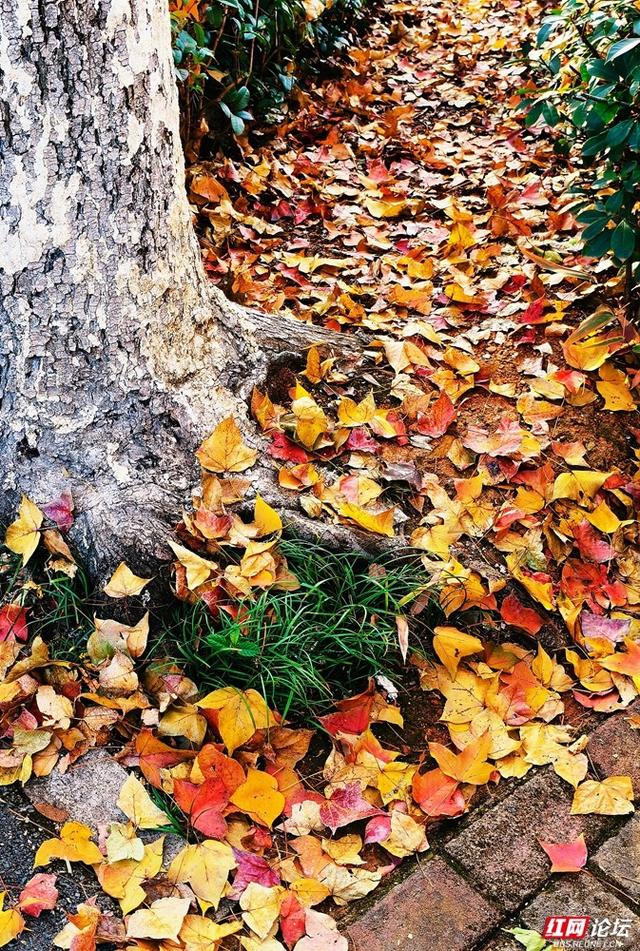 【每日一图@湖南】层林尽染，游人如织，湖南省植物园开启最美“枫”景季