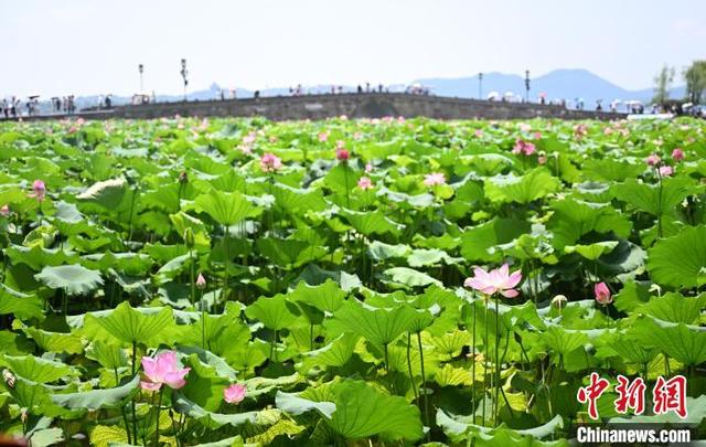 杭州西湖荷花迎盛花期 夏日美景吸引游人