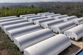 望古垛上“旺”菇生 小平菇释放大“蘑”力图片