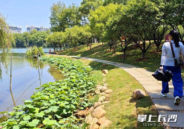 年嘉湖红梅林沿线焕新开放 亲水步道伴绿植升级游园体验