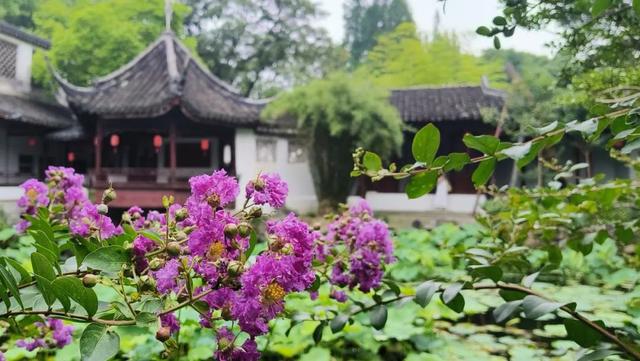 紫薇花盛放！上海这个古典园林盛夏满庭芳→