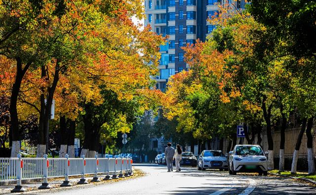 留住秋色！37处观赏点“落叶缓扫”