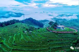 秋来无事，上茶山走一走～图片