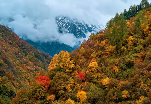青睐绵阳 ‖ 红透了!周末去平武,沿着“百里彩林走廊”看一场雪山彩林“大片”~