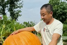 重庆梁平现170斤巨型南瓜，种植户：观赏为主，不打算卖或吃图片