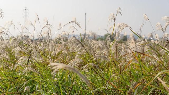 杭城九月赏花指南