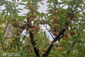 桃李满校园，“杏”好遇见你！城阳二十中暑期劳动实践营开营图片