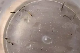 吓懵！女孩口吐活虫一个多月，问题竟出在卫生间！很多福建人家里都有，快自查→图片