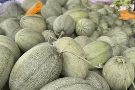 单日出岛量超万吨 乐东冬季瓜果菜产销两旺图片