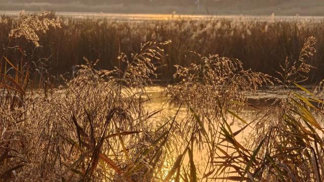 在秋冬的诗行里，尽赏“芦花飞雪”落中原！