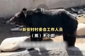 2岁“熊娃”出逃失踪，一动物园紧急关闭！网友：还好找到了图片