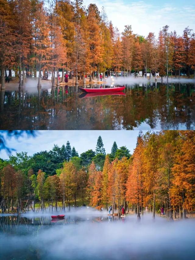 大美青秀山 | 叶子花园、丘石花园、音乐大草坪、金杉湖即将迎来冬日最佳观赏期！