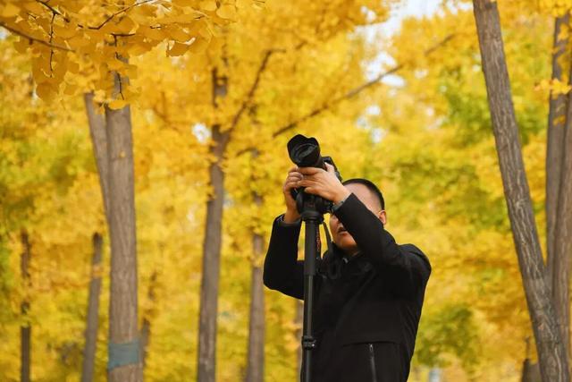 成安银杏正黄，邀卿与我共赴，不负今秋！错过再等一年！