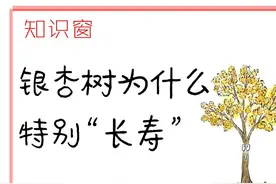 知识窗｜银杏树为什么特别“长寿”图片