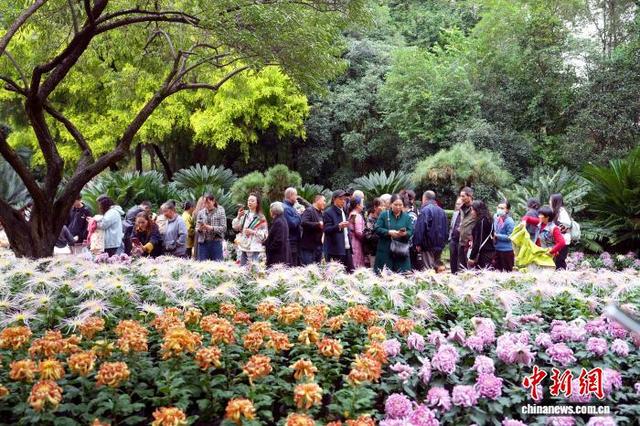 四川成都：700余种菊花亮相引游人