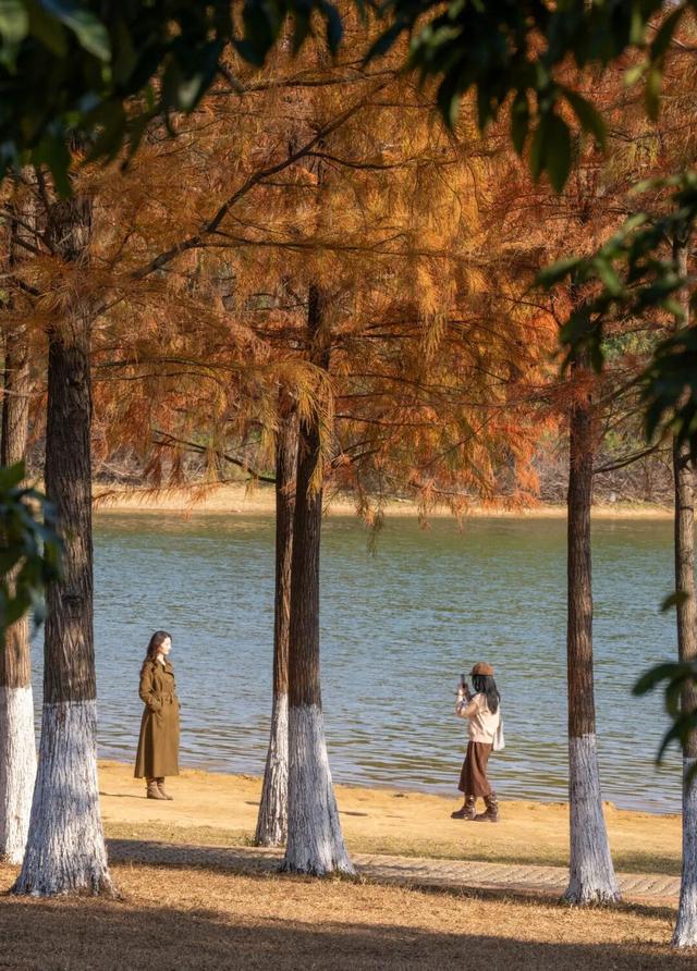 最美松湖｜双年展进入最后倒计时！与绝美落羽杉同框时机就在本周→