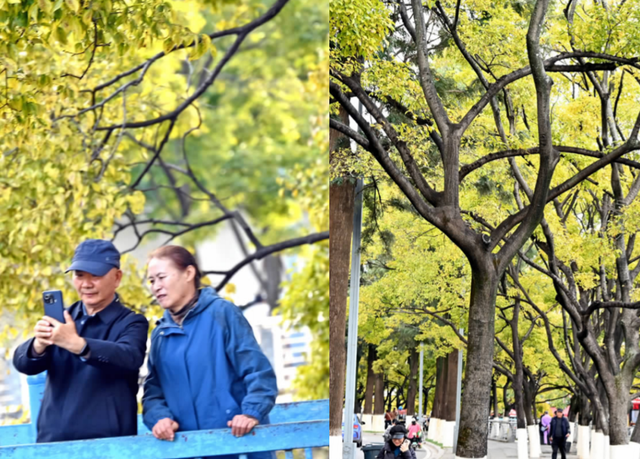 大观河畔滇朴金黄、黑龙潭公园枫叶火红……昆明街头秋色浓