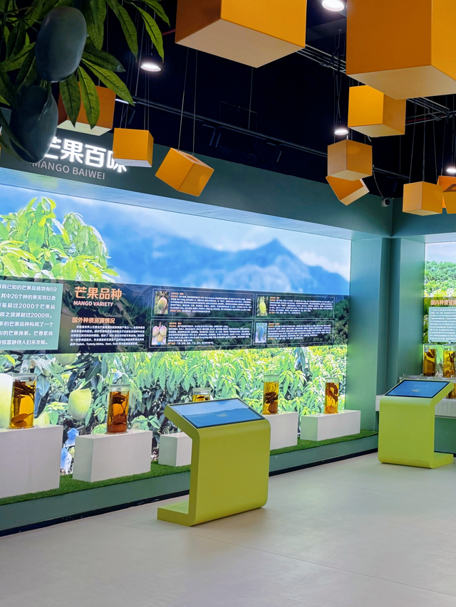 百色田东，“中国芒果之乡”不止芒果！