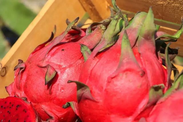 南宁冬季水果采摘全攻略 | 东北老铁、西北家人，告别猫冬！来南宁实现“水果自由”