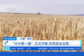 “关中第一镰”正式开镰！陕西麦收启幕，风吹麦浪勾勒好“丰”景图片