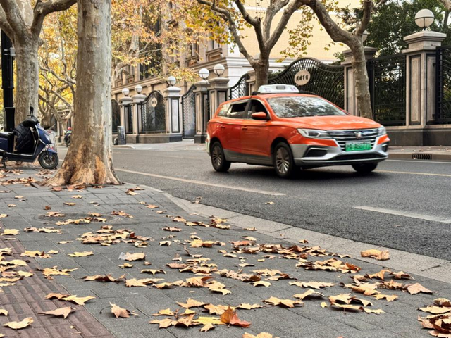 一起去“踩秋”——“落叶不扫”带来独特秋日浪漫