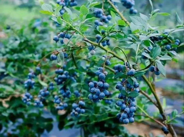湖南文旅点名！渌口这7处 “宝藏目的地” ，赶紧去！