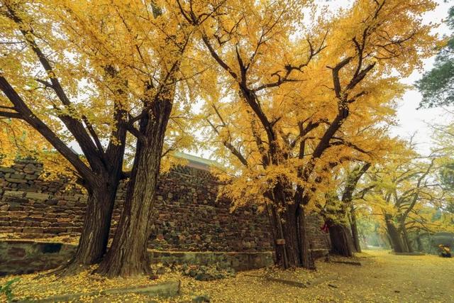 秋日必冲！新乡这两处秘境，藏着最动人的金黄时光