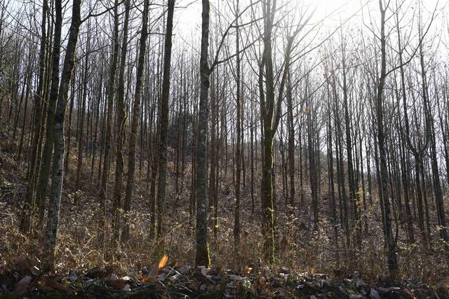 诗画冬日鹤峰：致敬冬日高山树木