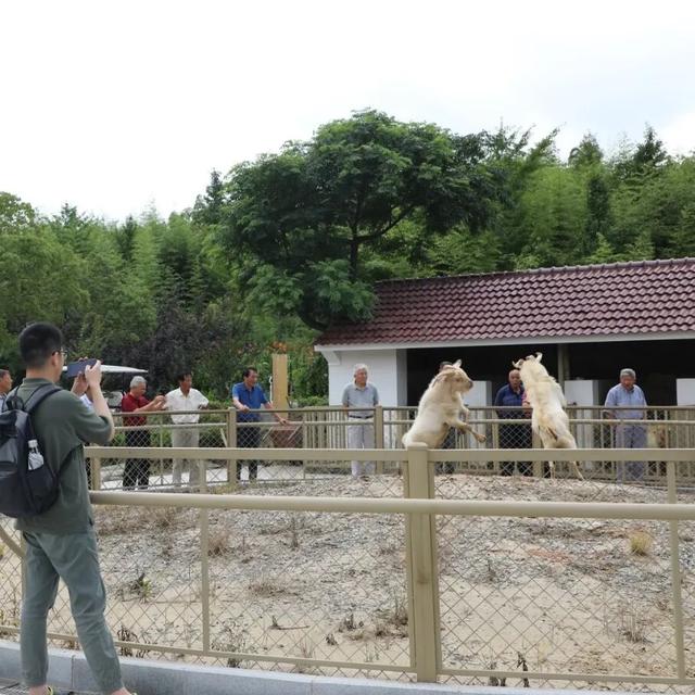 崇明这场嘉年华，等你来玩！