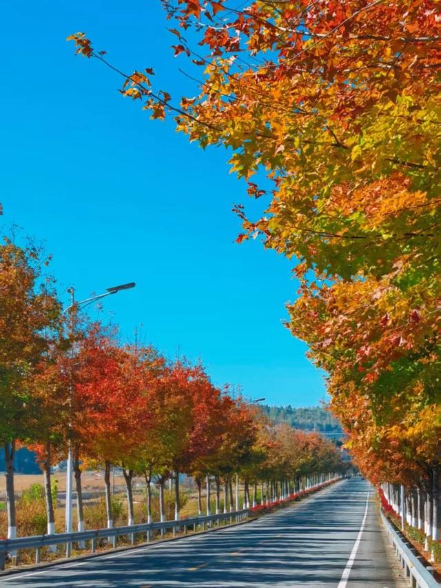 来建宁！去有“枫”的地方