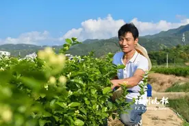 一家五代种植茉莉花上百年 多年来单户种植面积全国最大图片