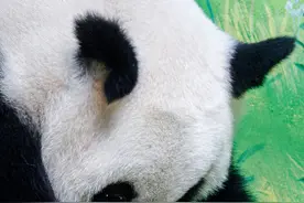 高清图来了！大熊猫妈妈带娃首周不吃不喝图片