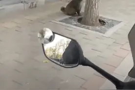 网传通州城区出现猴子？专家：是成年猕猴，市民切勿投喂图片