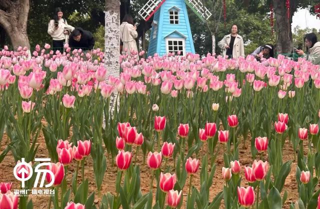 不用去荷兰！福州一公园上新，打卡率 100%...