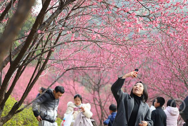 赏花正当时 歌乐山红梅似海漫山香