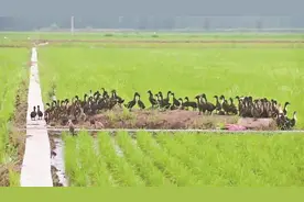 鸭稻共生增产增收图片