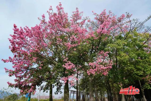 “顶流”回归！近期，福州大量出现