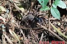 来自大自然的惊喜！广西这里发现新物种图片