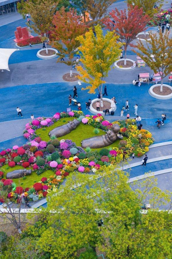 刷屏1个月正式闭幕，武汉金秋菊展留下这些名场面